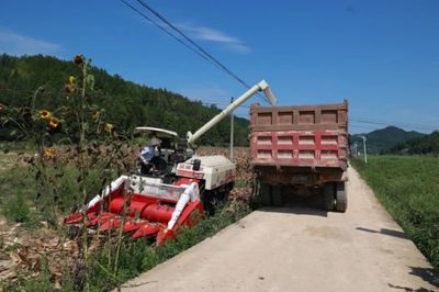 科技助力，省州專家團隊赴施秉縣開展中低產田產能提升與玉米大豆復合種植測產工作